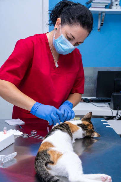 istock Veterinarian with face mask drawing blood from a cat 1304113258