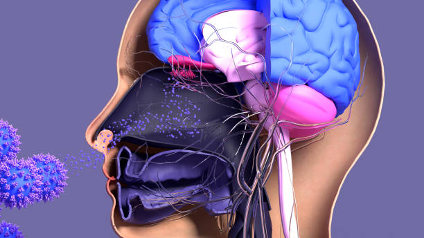 COVID-19 Damage in Olfactory System, SARS-CoV-2 infection in olfactory bulb cells COVID-19 Damage in Olfactory System, SARS-CoV-2 infection in olfactory bulb cells brain receptor stock pictures, royalty-free photos & images