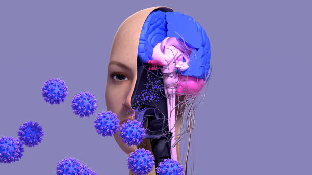 istock COVID-19 Damage in Olfactory System, SARS-CoV-2 infection in olfactory bulb cells 1304113870