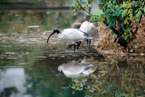 Australian white ibis in a puddle of rain water in Adelaide, South Australia, in Veale Gardens, after heavy rains