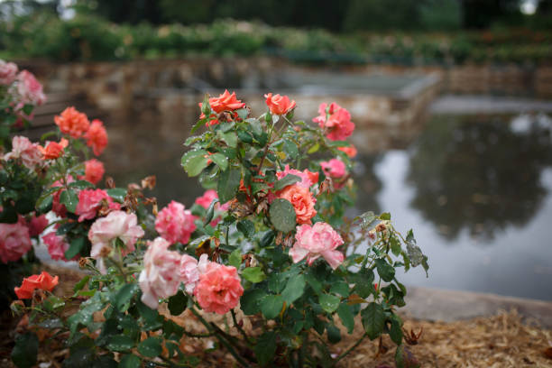 istock Roses in front of a lake 1304113961