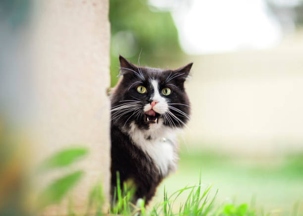 Tuxedo cat outdoors Tuxedo cat outdoors licking his lips tuxedo cat stock pictures, royalty-free photos & images