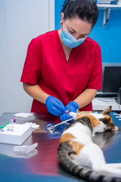 istock Veterinarian with face mask drawing blood from a cat 1304114130