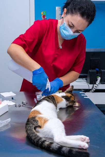 istock Veterinarian with face mask drawing blood from a cat 1304114168