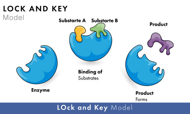 Enzyme Activity In Lock And Key Model Vector Illustration Stock  Illustration - Download Image Now - iStock