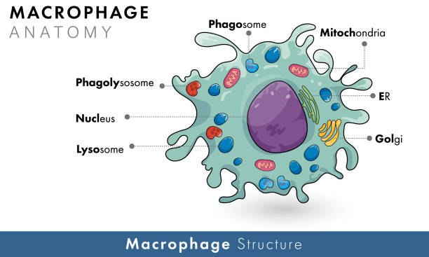 oznaczony schemat makrofagów ludzkich pochodzących z monocytów komórek odpornościowych ilustracji wektorowej - macrophage human immune system cell biology stock illustrations