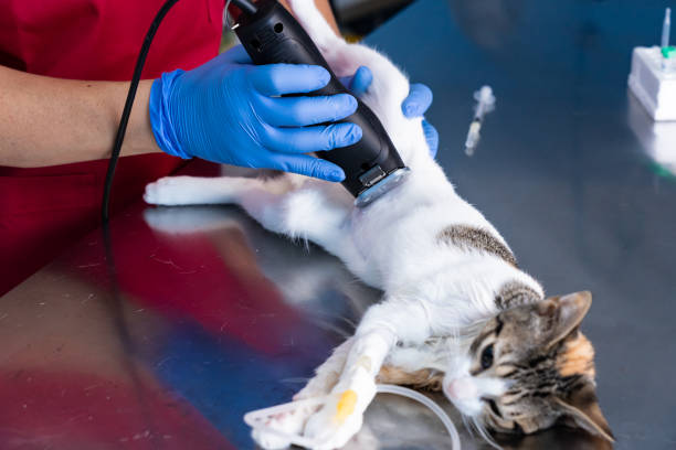 istock Veterinarian shaving the operating area of a cat 1304119921