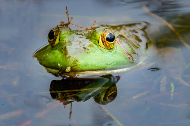 istock American Bullfrog (Lithobates catesbeianus) - portrait 1304120836