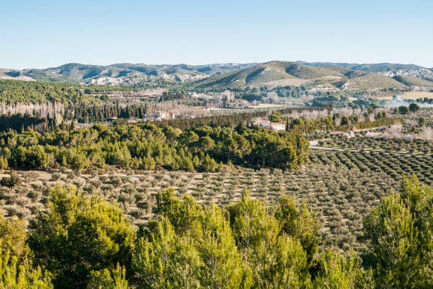 모리에의 올리브 숲, 레 알필레스 - 프랑스 - st remy de provence 뉴스 사진 이미지