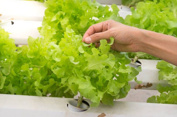 istock Female hand touching salad vegetable in hydroponics farm. 1304125655