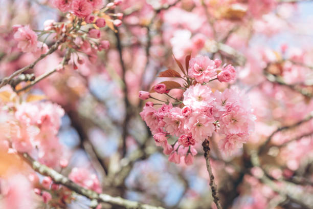 istock Sakura flowers in bloom 1304125924