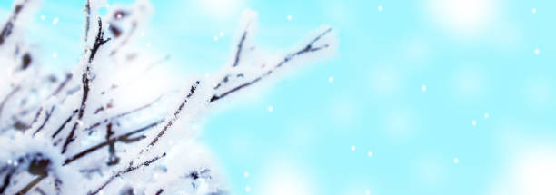 istock Amazing winter banner. Branches covered in snow. 1304125977