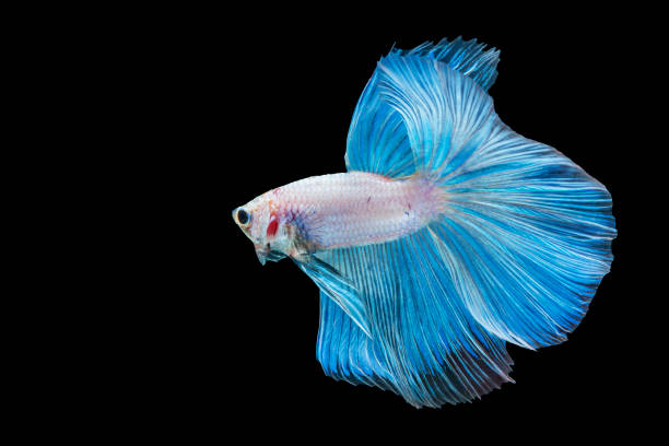 istock White and blue Siamese betta fighting fish beautiful luxury movement dance power over isolated black background. Animal hobby underwater concept. 1304127945