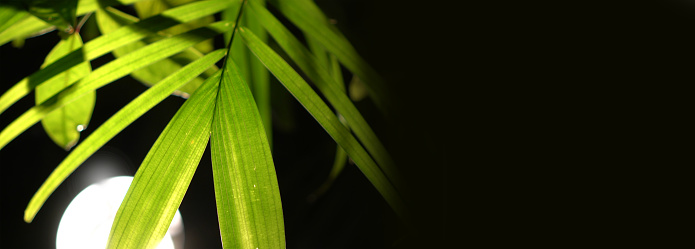 Translucent details lush green leaves backlit with lighting at night.jpg