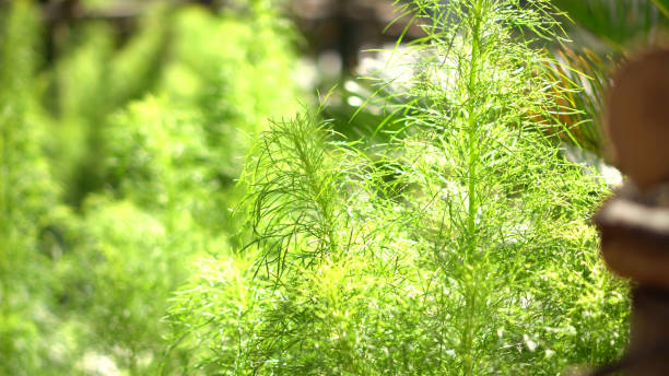 istock Fresh dill herb plant home garden in morning sunlight 1304130005