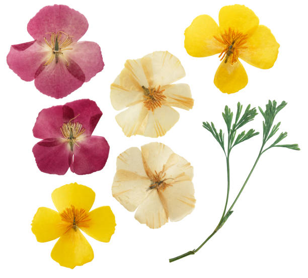 istock Pressed and dried delicate yellow flowers eschscholzia (eschscholzia Californica, California poppy). Isolated on white background. For use in scrapbooking, floristry or herbarium. 1304130133