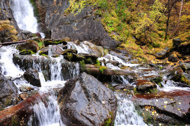 A small stream flows down from the mountain, bending around the fallen trees and large stone boulders in a stormy stream. Boki river, Mountainous Altai, Siberia, Russia.