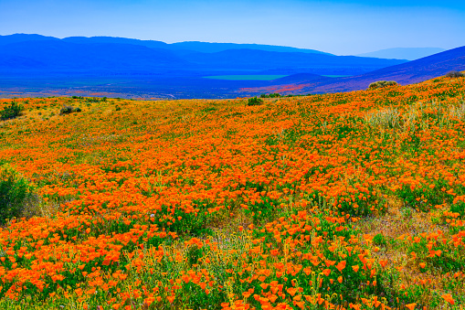 Antelope Valleys hillsides are filled with Golden California Poppies in the springtime in Southern California. The flowers also extend to the valley below.