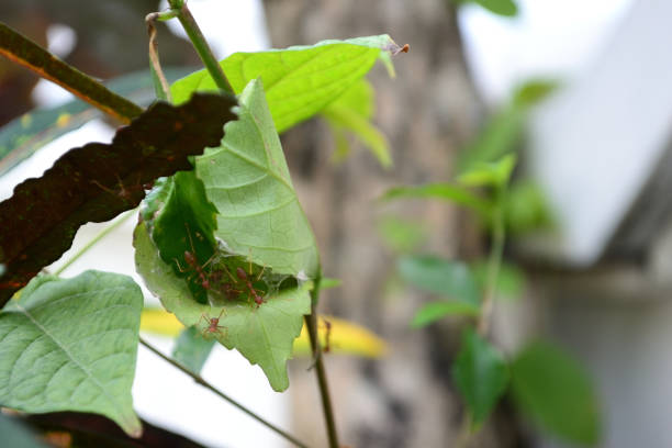 istock insect, the green grasshopper reading on the branch 1304133187