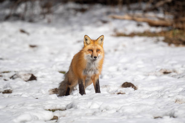 istock Red Fox in Holladay, Utah, USA 1304135928
