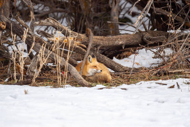 istock Red Fox in Holladay, Utah, USA 1304135971