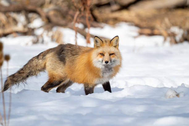 istock Red Fox in Holladay, Utah, USA 1304136001