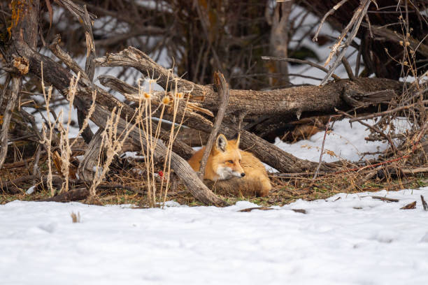 istock Red Fox in Holladay, Utah, USA 1304136007