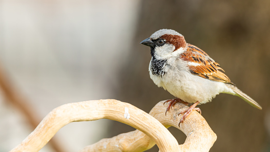 Sparrows are a family of small passerine birds, Passeridae. They are also known as true sparrows or Old World sparrows, names also used for a particular genus of the family, Passer.