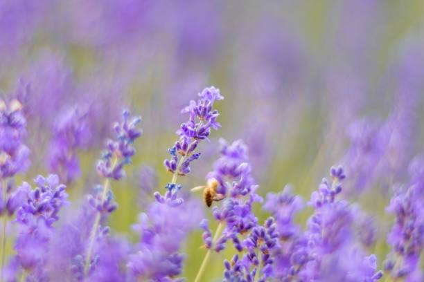 istock Close up Lavender flower blooming scented fields in endless rows on sunset. Selective focus on Bushes of lavender purple aromatic flowers at lavender fields 1304142224
