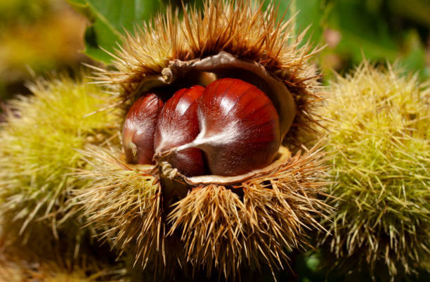 kastanien - chestnut isolated tree three objects stock-fotos und bilder