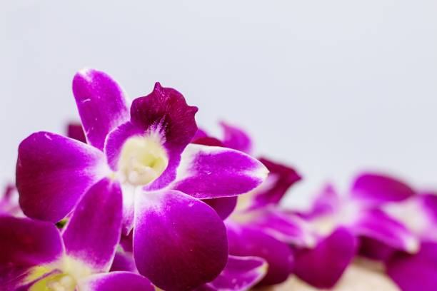 istock Thai Purple orchid with stone for spa theme are on white background 1304142550