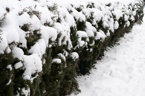 istock a thuja hedge in winter covered with snow 1304143494
