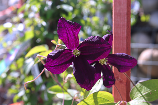 Beautiful purple clematis flowers in the garden, stock photo