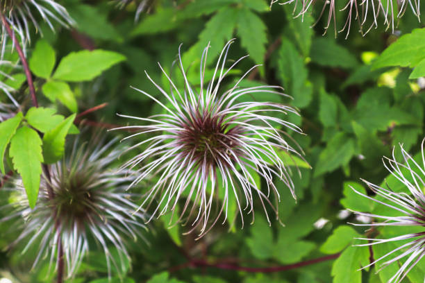 istock Heads of clematis flower puffs after blooming 1304144607