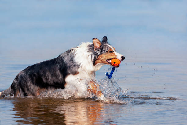 istock Dog, Australian Shepherd retrieves ball from water 1304147146