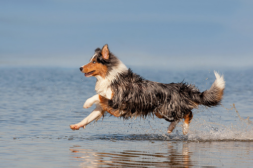 Dog, Australian Shepherd, running over the water on a summer day with sunshine at the sea or lake