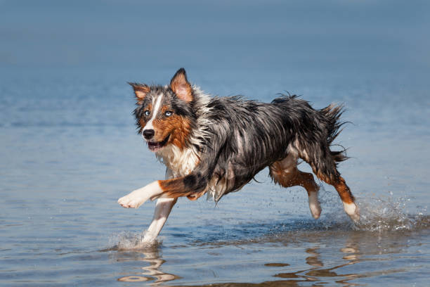 istock Dog, Australian Shepherd, running across the water, jumping 1304147194
