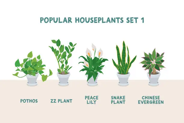 Vector illustration of Set of Popular Indoor Houseplants in White Pots - Set 1