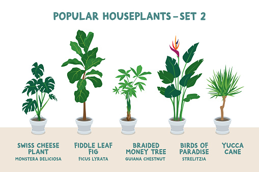 graphic illustrations of five common houseplants in white planters ( swiss cheese plant, fiddle leaf fig tree, braided money tree, birds of paradise, yucca cane)