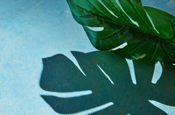 istock Background texture in blue with monstera leaf and hard shadow from monstera 1304149140