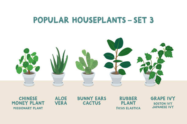 Set of Popular Indoor Houseplants in White Pots - Set 3 graphic illustrations of five common houseplants in white planters (chinese money plant, aloe vera, bunny ears cactus, rubber plant, grape ivy, japanese ivy) Boston Ivy stock illustrations