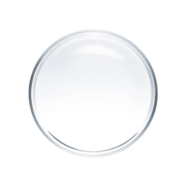 Empty petri dish isolated on white background - flat lay stock photo