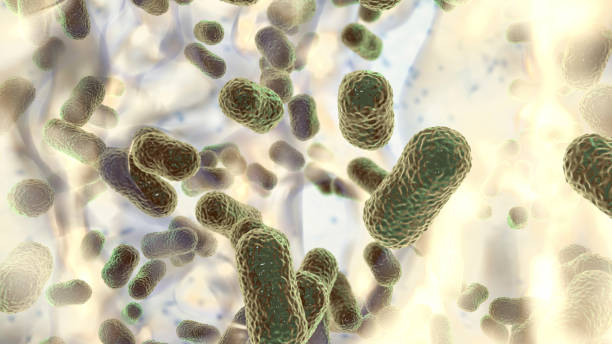 bacterias multirresistentes. biofilm de la bacteria acinetobacter baumannii - probiótico fotografías e imágenes de stock