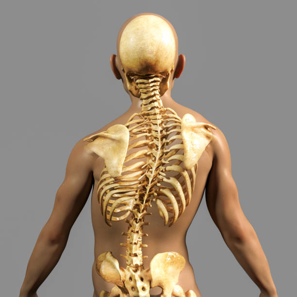 척추측만증을 가진 소년 - human spine chiropractor three dimensional shape healthcare and medicine 뉴스 사진 이미지