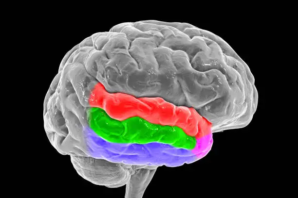 Human brain with highlighted temporal gyri, 3D illustration. Superior temporal gyrus (red), middle (green), inferior (blue), and temporal pole (purple). They are involved in processing auditory information and encoding of memory