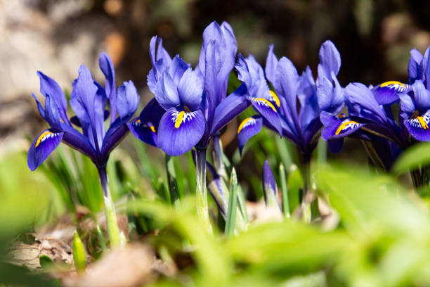 Blue netted iris in spring, also called Iris reticulata or zwerg iris Blue netted iris in spring, also called Iris reticulata or zwerg iris german iris stock pictures, royalty-free photos & images