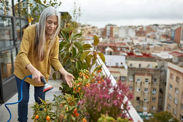 Front view of Caucasian woman with long gray hair wearing casual clothing and caring for potted citrus fruit plant on outdoor deck with view of city.