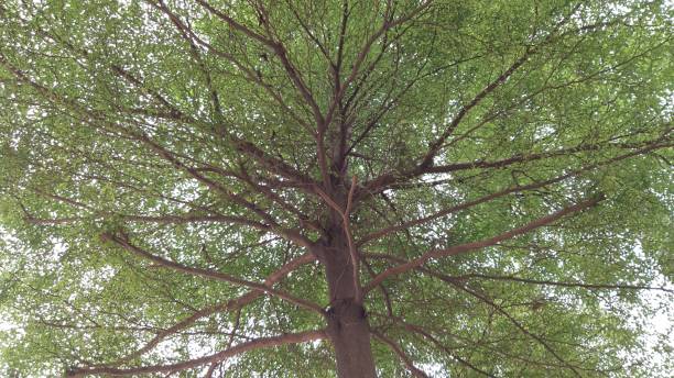 istock The inner side of a shady tree in the garden 1304157640