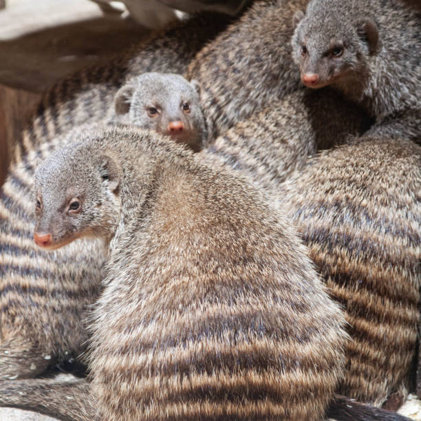 Cooperative begging' helps mongoose pups score food