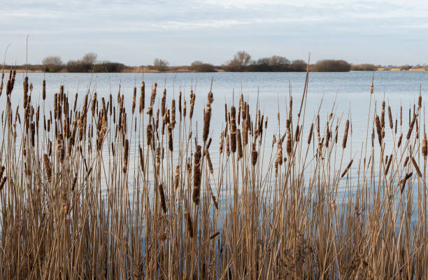 ロムニー マーシュ グラス - romney marsh ストックフォトと画像